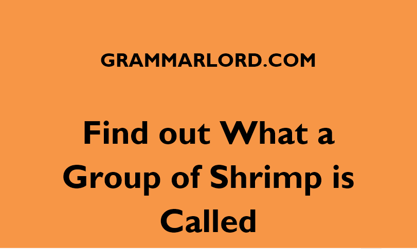 Find out What a Group of Shrimp is Called