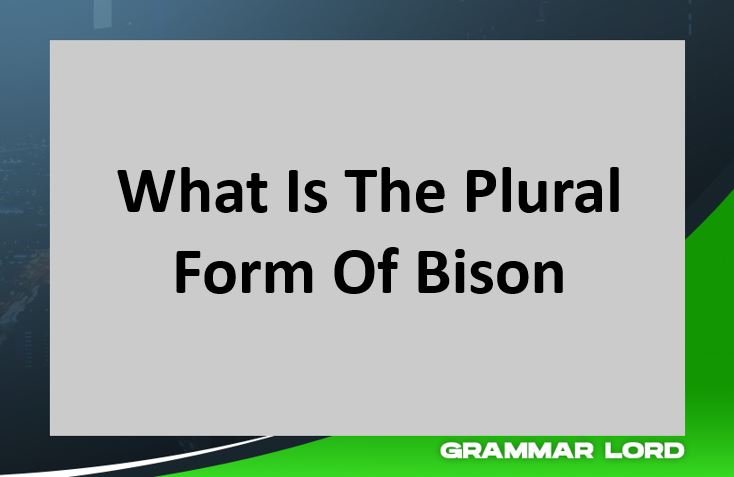 What Is The Plural Form Of Bison