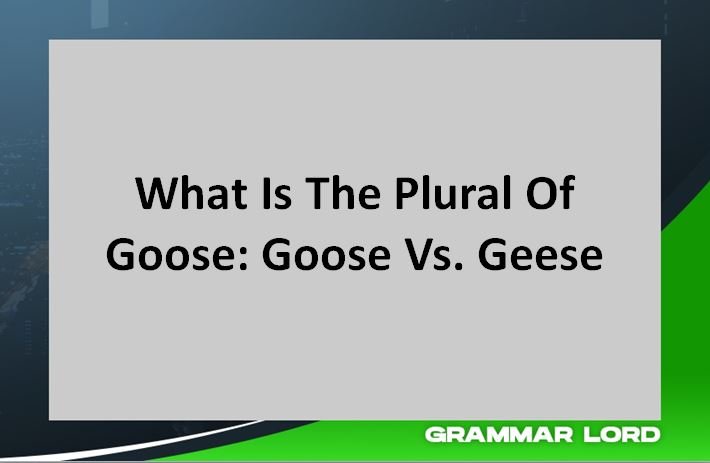 What Is The Plural Of Goose: Goose Vs Geese