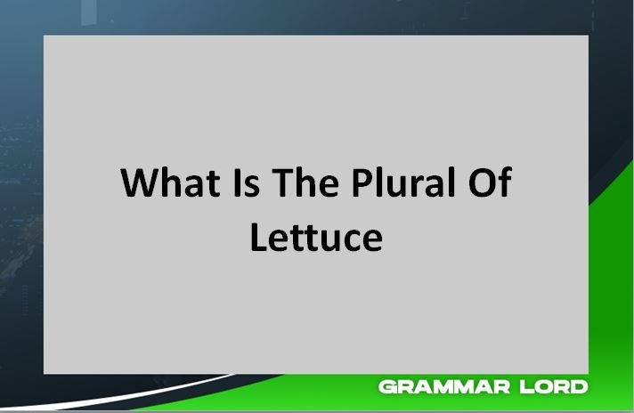 What Is The Plural Of Lettuce